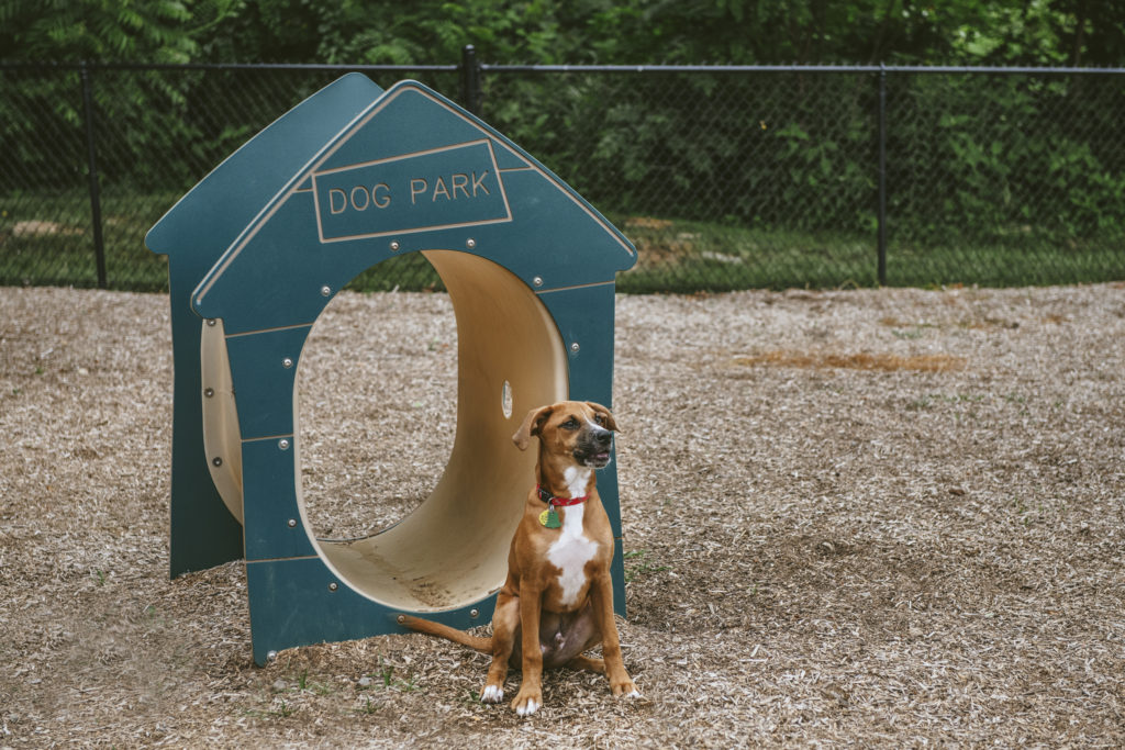 dog in dog park at evolve community